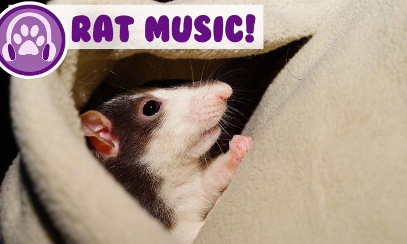 Music for Rats! Calm and Relax Your Rat and Stop Anxiety!