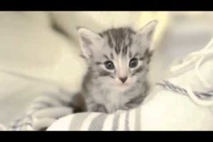 ! Possibly the cutest kittens ever!