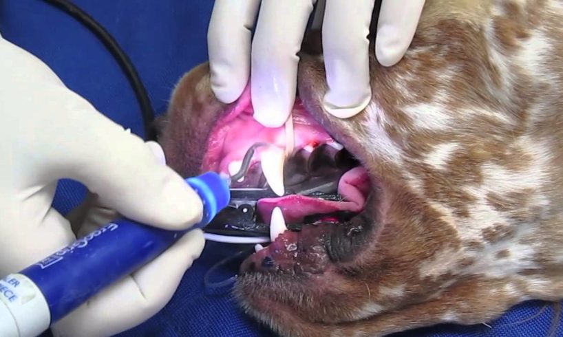 Professional Teeth Cleaning in a Dog or Cat
