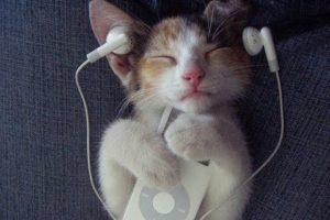 Proof that animals LOVE music