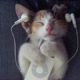 Proof that animals LOVE music