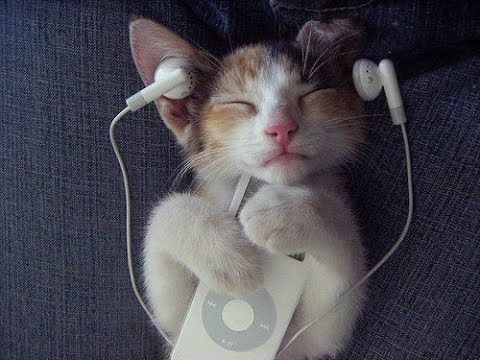 Proof that animals LOVE music