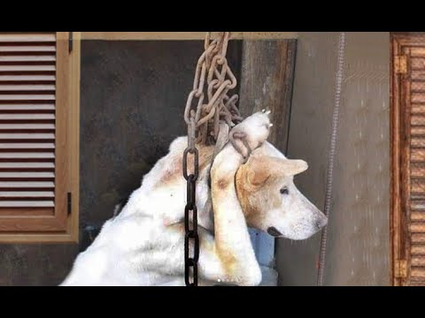 Psycho Man ! Puppy Rescued from Dоg Mеаt Trаdе!! ! HAPPY ENDING ANIMAL RESCUE