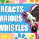 QUARANTINE FUN - DOG REACTS TO MY TIN WHISTLE PLAYING