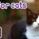 Relaxing TV For Cats: Cat TV, Fish and Small Animals To Keep Your Cat Entertained!