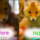 Rescued fox has changed in 30 days