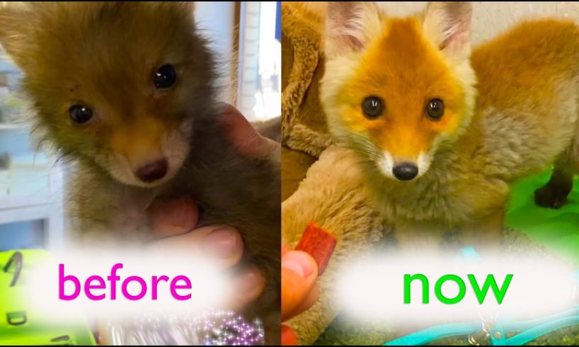 Rescued fox has changed in 30 days