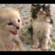 Siamese Kitten Is Blind & Emaciated Kitten Is The Boss - #8 - Cutest Kittens