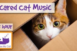 Soothing Music for Scared Cats - Music to Help Your Cat Relax! Soothing Music for Cats