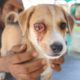 Sweetest puppy with extremely painful infected eye rescued.