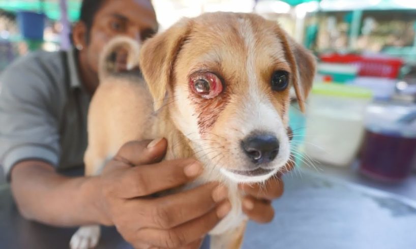 Sweetest puppy with extremely painful infected eye rescued.