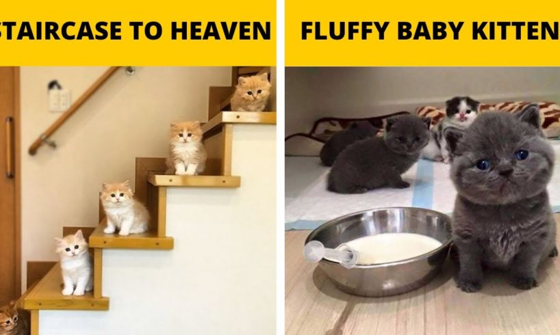 The Cutest Kittens Ever in the World