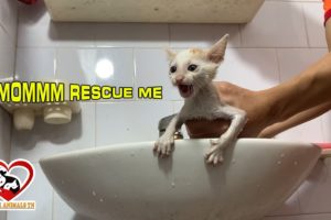The Kitten MEOWING LOUDLY with the First Bath After Rescued, Rescue Animals TN Center