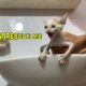 The Kitten MEOWING LOUDLY with the First Bath After Rescued, Rescue Animals TN Center