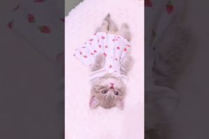 The Most Adorable Kittens on TikTok #5 | Cutest Kittens Melt Your Heart