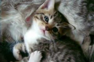 The cutest kittens in the world