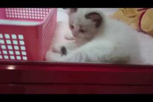 Tokyo's cutest kittens and puppies in a pet shop