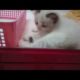 Tokyo's cutest kittens and puppies in a pet shop