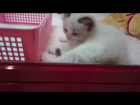 Tokyo's cutest kittens and puppies in a pet shop