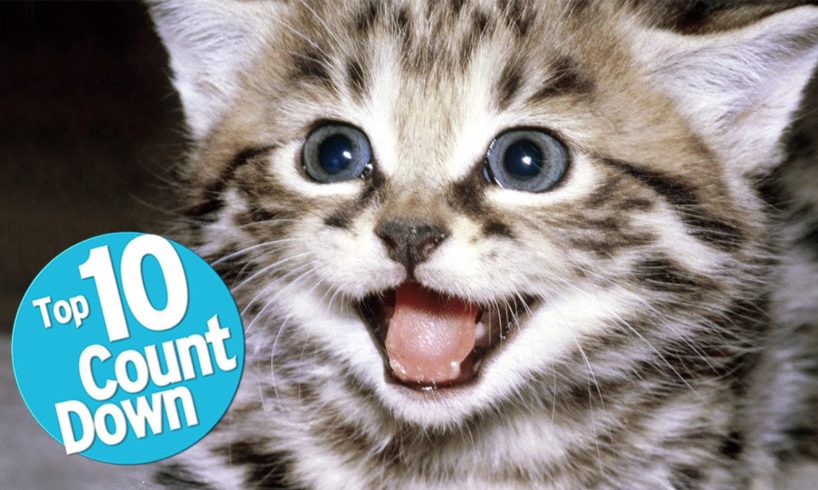 Top 10 Domesticated Cat Breeds