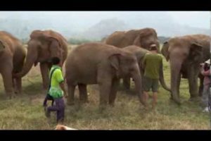 Trumpet with the Elephants