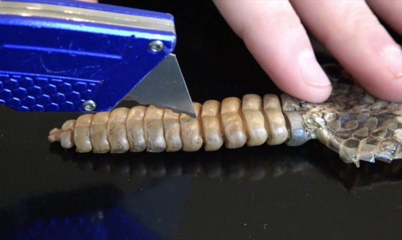 What's inside a Rattlesnake Rattle?