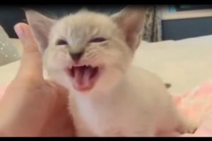 World's Cutest Conversation Ever | Cute Kitten Talking With Human Mom