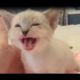 World's Cutest Conversation Ever | Cute Kitten Talking With Human Mom