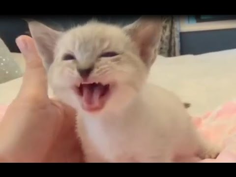 World's Cutest Conversation Ever | Cute Kitten Talking With Human Mom