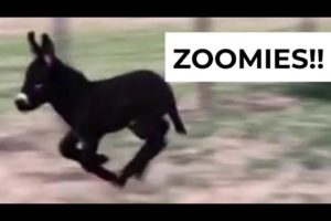 Zoomies! | The Cutest Rescued Animals Compilation