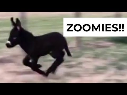 Zoomies! | The Cutest Rescued Animals Compilation