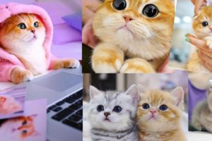 awesome cutest kittens in the world---cutest kittens ever