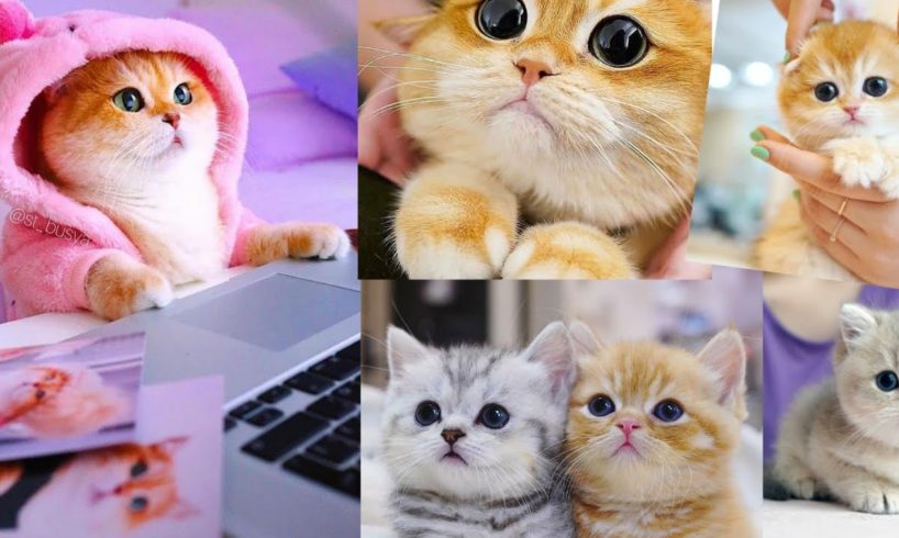 awesome cutest kittens in the world---cutest kittens ever