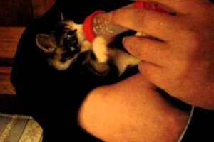 denmarks cutest kitten getting a bottle of milk