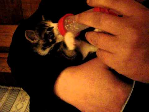 denmarks cutest kitten getting a bottle of milk