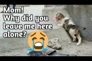 kitten crying for mom | abandoned kitten rescue | Rescued By Animal's Cottage - Rescue Center
