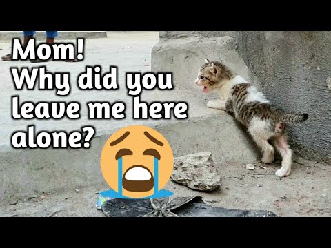 kitten crying for mom | abandoned kitten rescue | Rescued By Animal's Cottage - Rescue Center