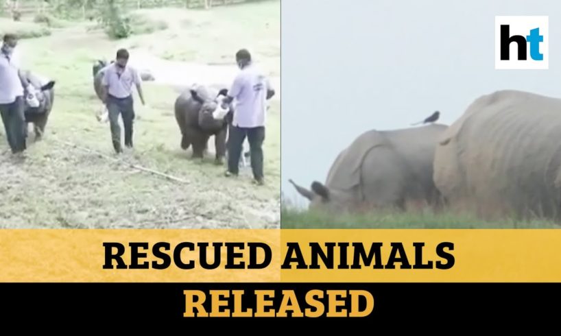 ‘37 of 57 rescued animals treated & released’: Kaziranga National Park official