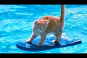 1% CHANCE that these animals WON'T MAKE YOU LAUGH! - Funny ANIMALS IN POOLS videos