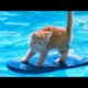 1% CHANCE that these animals WON'T MAKE YOU LAUGH! - Funny ANIMALS IN POOLS videos