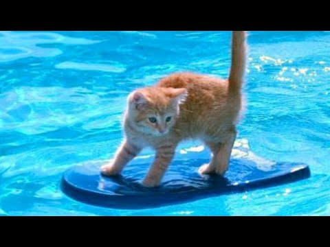 1% CHANCE that these animals WON'T MAKE YOU LAUGH! - Funny ANIMALS IN POOLS videos