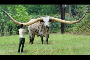 10 Animals With The Biggest Horns In The World