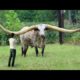 10 Animals With The Biggest Horns In The World