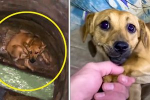 10 Awesome Animal Rescues