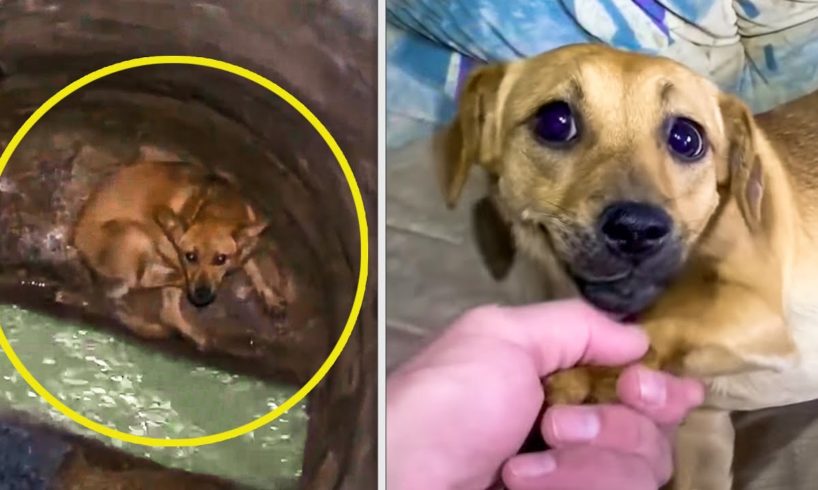 10 Awesome Animal Rescues