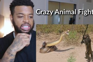 10 CRAZIEST ANIMAL FIGHTS CAUGHT ON CAMERA | Reaction