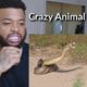 10 CRAZIEST ANIMAL FIGHTS CAUGHT ON CAMERA | Reaction