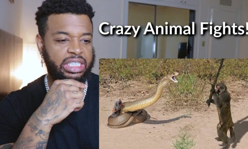 10 CRAZIEST ANIMAL FIGHTS CAUGHT ON CAMERA | Reaction