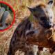 10 Craziest Animal Fights Caught On Camera