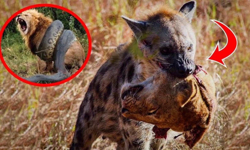 10 Craziest Animal Fights Caught On Camera